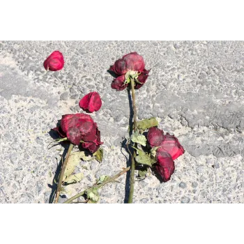 Dry Rose Leaves
